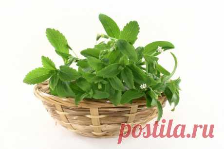 Очень эффективным средством в лечении щитовидной железы, является лапчатка белая. Она очень хорошо регулирует деятельность щитовидной железы. При этом вылечивает, как недостаточность, так и гиперфункцию щитовидки, то есть эта трава универсальна.

Чтобы приготовить настой, залейте литром водки 100 граммов измельченного корня лапчатки. Настаивать в темной посуде 30 дней. Принимаем за 20 минут до приёма пищи, по 30 капель. 

Курс лечения щитовидной железы длится 30 дней, затем делается перерыв