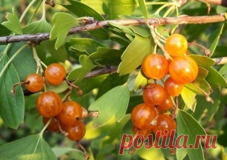 Что вы слышали про золотистую смородину? | 6 соток