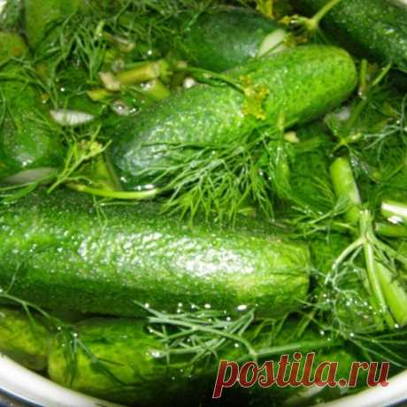 Быстрые малосольные огурцы из первого урожая