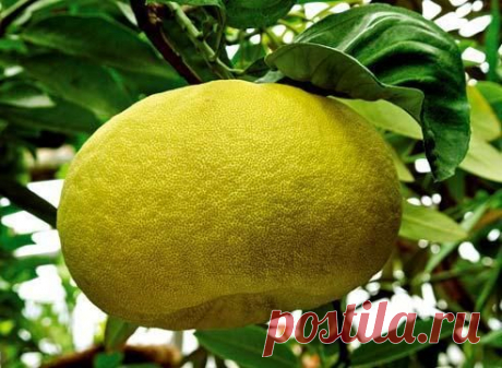 Как нужно выращивать помело в домашних условиях?
