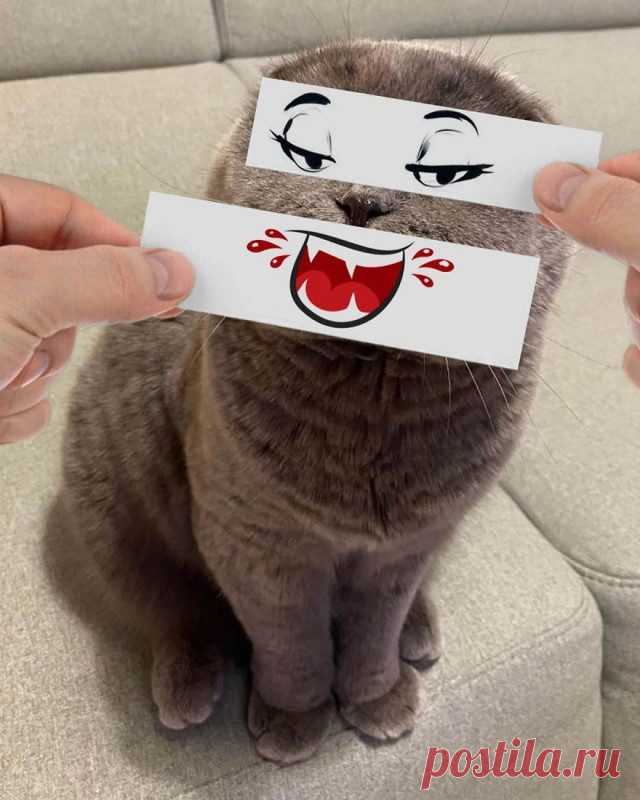 Как изменить выражение кошачьей мордочки с помощью кусочка бумаги и фломастера / Питомцы
