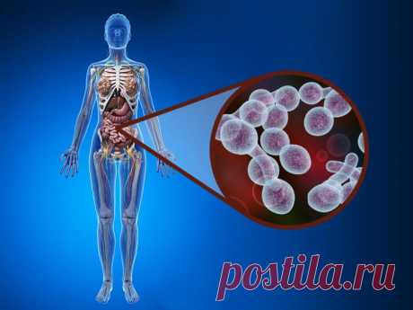 Продукты, которые помогут нейтрализовать кандиду / Будьте здоровы