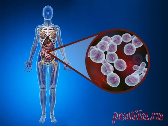 Продукты, которые помогут нейтрализовать кандиду / Будьте здоровы