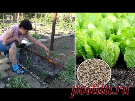 Как сеять листвой салат Последнее время сею салат по другому