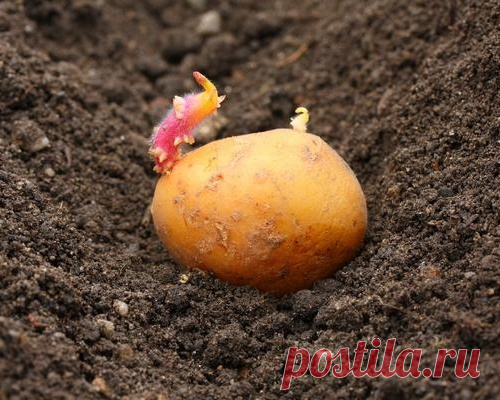 Традиционные и необычные способы посадки картофеля