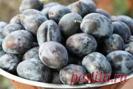 "русские маслины"