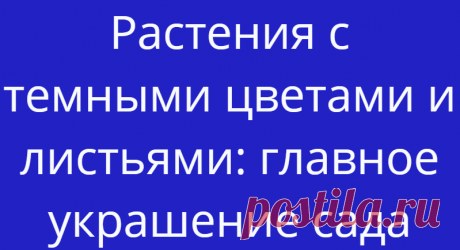 Растения с темными цветами и листьями: главное украшение сада
Эти растения — последний писк моды у многих садоводов. Они отлично выделяются...
Читай дальше на сайте. Жми подробнее ➡