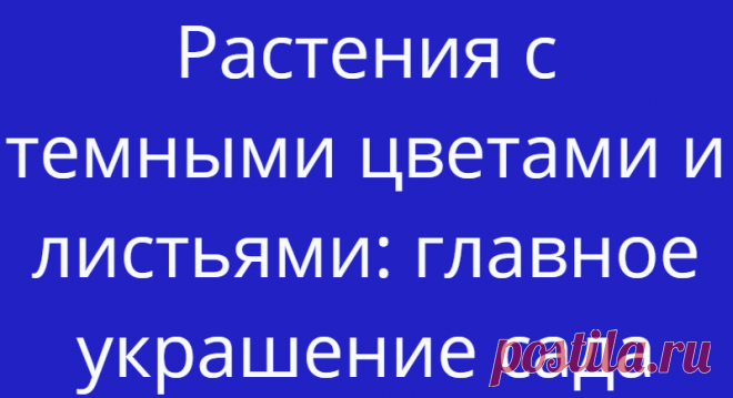 Растения с темными цветами и листьями: главное украшение сада
Эти растения — последний писк моды у многих садоводов. Они отлично выделяются...
Читай дальше на сайте. Жми подробнее ➡