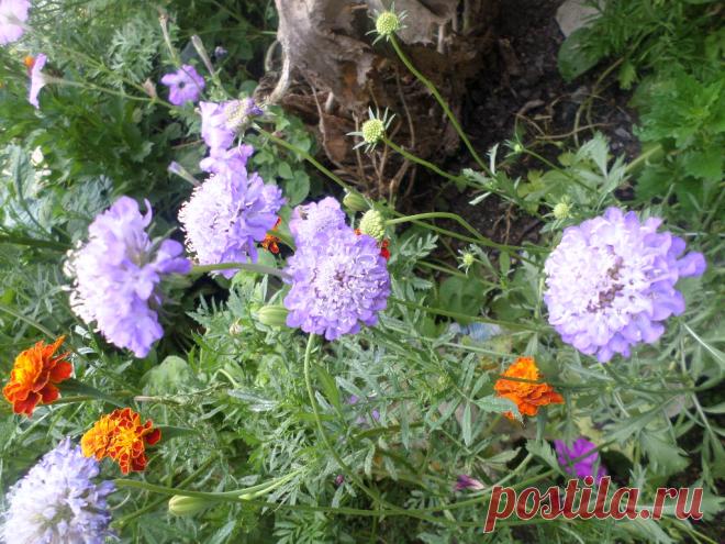 скабиоза, бархатцы