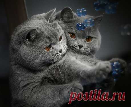 Понка в зазеркалье