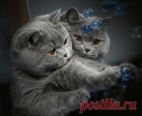 Понка в зазеркалье