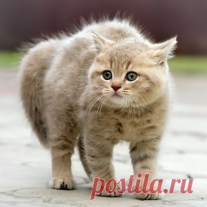 Что рассказывают о вашем характере ваши страхи и фобии