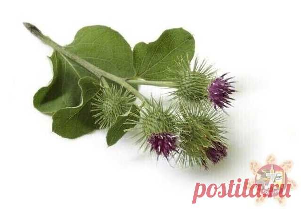 Однажды я читала лекцию и сказала: «Есть такой академик, который лечит все заболевания.
Сидит в земле академик-лопух и ждет, когда его человек возьмет и будет им лечиться».
Сейчас люди почти все больны. Рак просто косит людей. А лопух лечит все онкологические заболевания. Лечит сахарный диабет, бронхит, гайморит, ревматизм, подагру, артрит, остеохондроз, перелом костей, межпозвоночные грыжи, атеросклероз, заболевания уха, хроническую коронарную недостаточность.
Показать полностью...