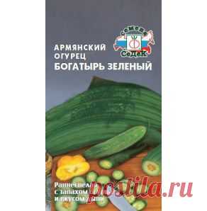 Армянский огурец Богатырь зелёный - gryadka58.ru