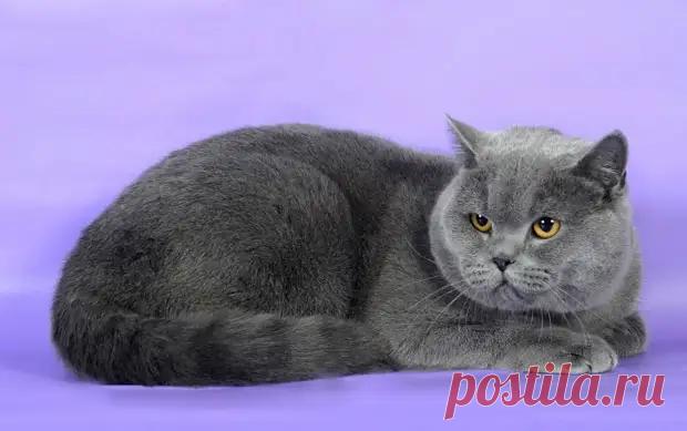 10 «недостатков» британских кошек, о которых часто умалчивают заводчики - Квартира, дом, дача - медиаплатформа МирТесен