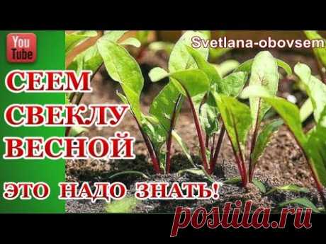 КОГДА ЖЕ НАДО СЕЯТЬ СВЕКЛУ ВЕСНОЙ? СЕКРЕТ БОЛЬШОГО УРОЖАЯ В ОТКРЫТОМ ГРУНТЕ! СЕЕМ БЕЗ ОШИБОК