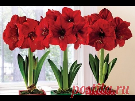 Солнцелюбивые КОМНАТНЫЕ ЦВЕТЫ 💗  АМАРИЛЛИС гиппеаструм 💗 HOME FLOWERS  💗 Amaryllis