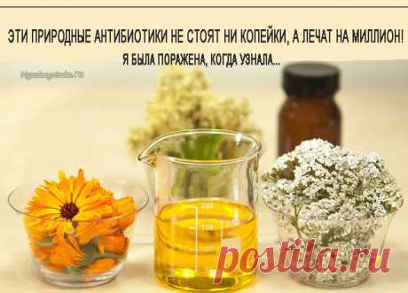 ЭТИ ПРИРОДНЫЕ АНТИБИОТИКИ НЕ СТОЯТ НИ КОПЕЙКИ, А ЛЕЧАТ НА МИЛЛИОН! Я БЫЛА ПОРАЖЕНА, КОГДА УЗНАЛА… — Сад Заготовка