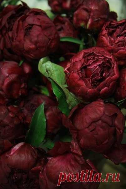 Красавицы)))