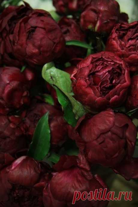 Красавицы)))