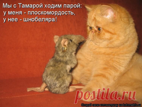 Котоматрица / Болталка / Юмор