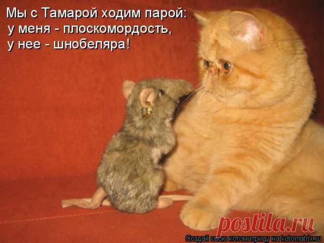 Котоматрица / Болталка / Юмор