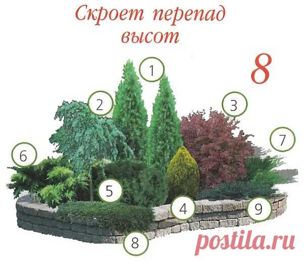 ВАРИАНТЫ ПОСАДКИ ХВОЙНЫХ РАСТЕНИЙ | Самоцветик