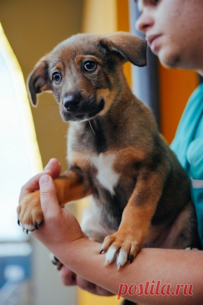 Очаровательная малышка Сэнди в добрые руки. Москва – ZOOCHARITY | БУДЬ МИЛОСЕРДНЫМ К БРАТЬЯМ МЕНЬШИМ!, пользователь Galina Panina | Группы Мой Мир