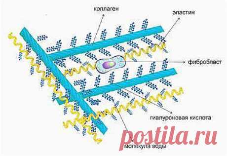 Эластичность нашей коже придают содержащиеся в дерме волокна коллагена, а упругость – расположенные между ними молекулы гиалуроновой кислоты.