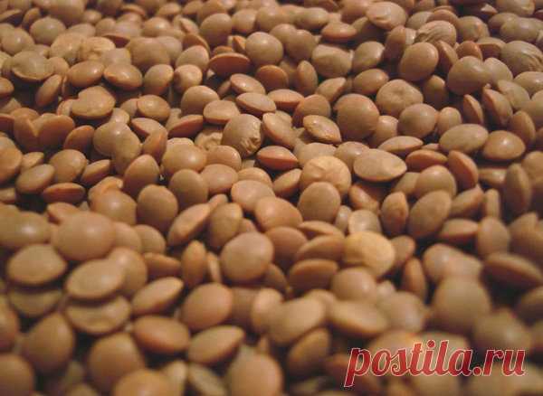 Интересные факты о чечевице. История, полезные свойства, как приготовить | Дары природы | Яндекс Дзен