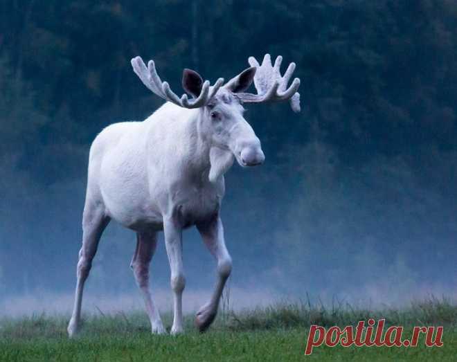 Rare white Moose photographed in Sweden! Photo: Anders Tedeholm