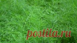 Мой метод выращивания сочного укропа без зонтика - Садоводка