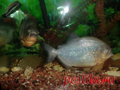 Аквариумные хищники