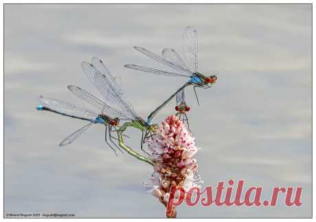 Damselfly encounters Red eyed Damselflies.  In the centre of the picture, the green female is holding on to the flower. The back of her head is held by claspers at the tip of the male's abdomen, preparatory to mating. As so often, a mating pair attract lone males, for some reason; one of them has grabbed the female's abdomen, another lurks behind the flower. The male will keep hold of the female through mating and while she deposits her eggs in the water, to prevent other ...
