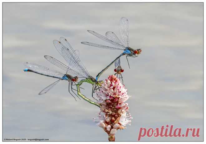 Damselfly encounters Red eyed Damselflies.  In the centre of the picture, the green female is holding on to the flower. The back of her head is held by claspers at the tip of the male's abdomen, preparatory to mating. As so often, a mating pair attract lone males, for some reason; one of them has grabbed the female's abdomen, another lurks behind the flower. The male will keep hold of the female through mating and while she deposits her eggs in the water, to prevent other ...