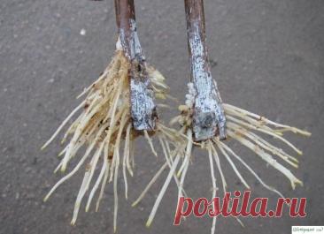 СТИМУЛЯТОРЫ ОБРАЗОВАНИЯ КОРНЕЙ ИЗ ПОДРУЧНЫХ СРЕДСТВ!