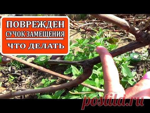 Обрезка винограда  Что делать, если на сучке замещения не вызрели или повреждены однолетние побеги
