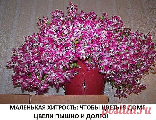 КАСТОРОВОЕ МАСЛО ДЛЯ ПЫШНОГО И ЯРКОГО ЦВЕТЕНИЯ 

Давно ли Ваш любимый цветок цвел, как на картинке в интернете или в магазине цветов, не помните? Вот и я уже почти позабыла . Вроде и подкармливаю его, а он все не радует пышным цветением. 
Но вот недавно зашла в гости к подруге, а у неё цветы просто супер, все цветут, как на подбор. Как же так? Оказывается есть одна маленькая хитрость, для того чтобы цветок цвел пышно и долго нужна специальная подкормка. Секрет её прост и д...