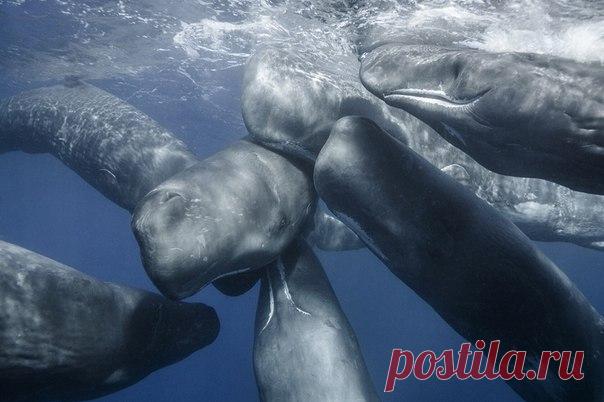 Наш Инстаграм на неделю захватил фотограф Михаил Коростелев – рассказывает о ловле косаток, играх с сивучами и встрече с кашалотами. Перейти на страницу нашего аккаунта в Инстаграме можно по ссылке: instagram.com/natgeomagazineru/