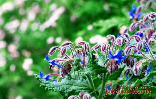 Секреты выращивания огуречной травы