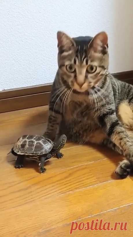 🐢 Черепаха скейтер горе в семье (см. видео)