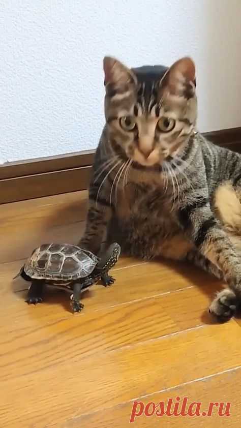 🐢 Черепаха скейтер горе в семье (см. видео)