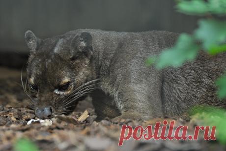 Fossa | Fretkat of Fossa (Cryptoprocta ferox) Artis, Amsterd… | Flickr