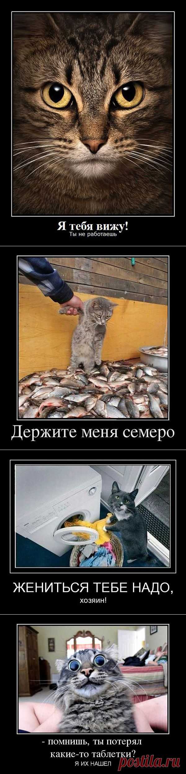 Лучшие сайты - 20-ка забавных демотиваторов с животными