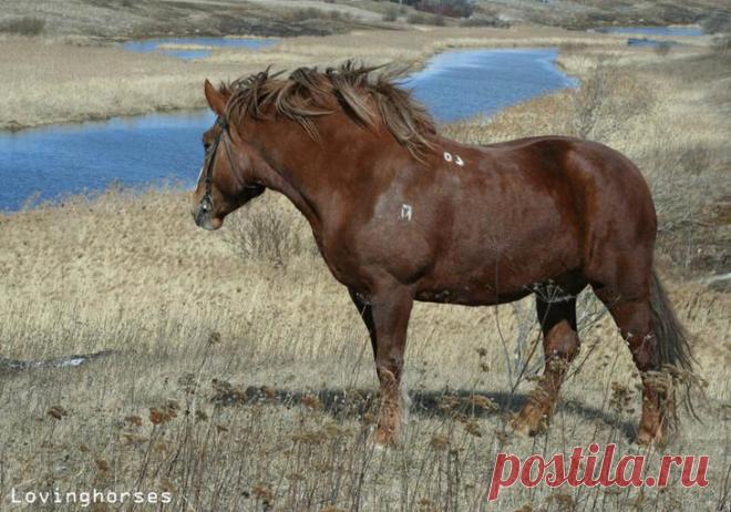 Тяжеловозы - самые большие и сильные лошади