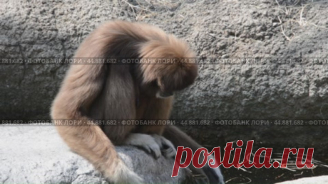 Gibbons Стоковое видео, видеограф Ilaronsia / Фотобанк Лори