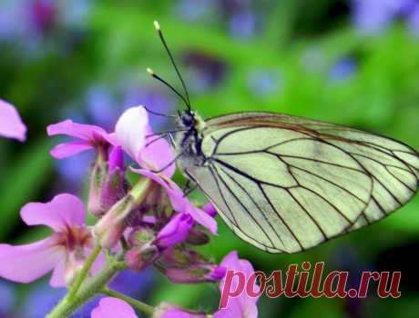 кусочек летнего утра