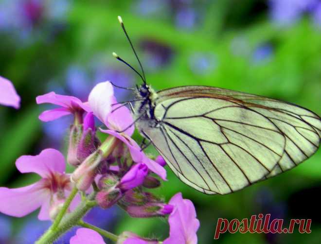 кусочек летнего утра