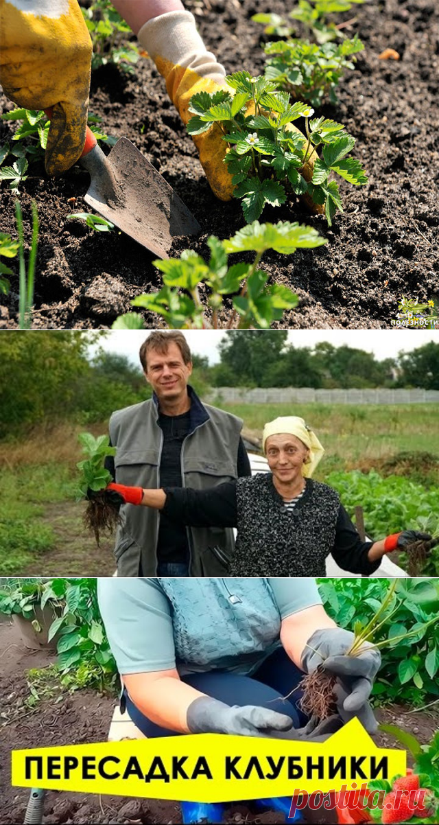 (81) Одноклассники