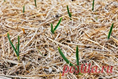 Озимый чеснок пророс до холодов – что делать | Капуста, лук, чеснок (Огород.ru)